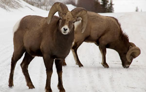 Bighorn Sheep in Jasper, Canada