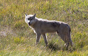 Coyote in Jasper, Canada