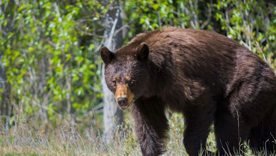 Grizzly Bear in Canada