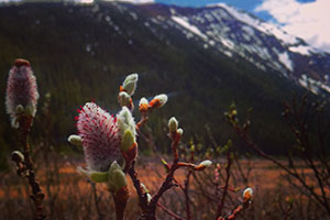 Hoary Willow