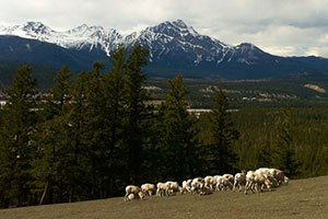 Sheep Grazing